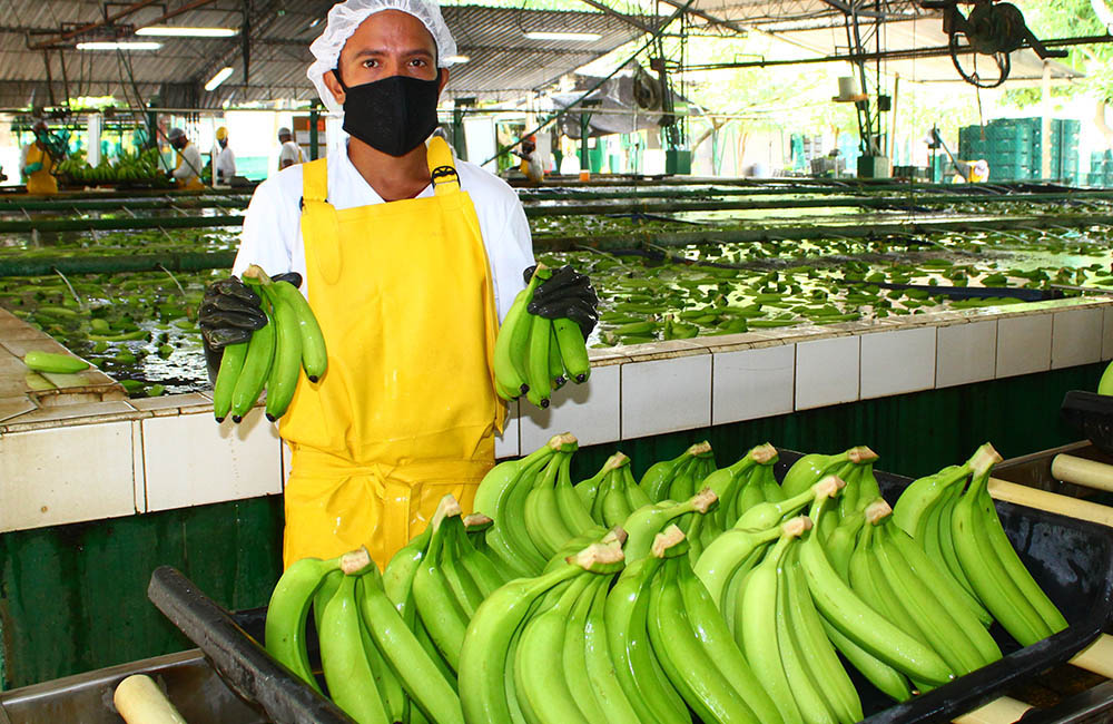 Creci La Exportaci N De Banano Diario Del Cesar