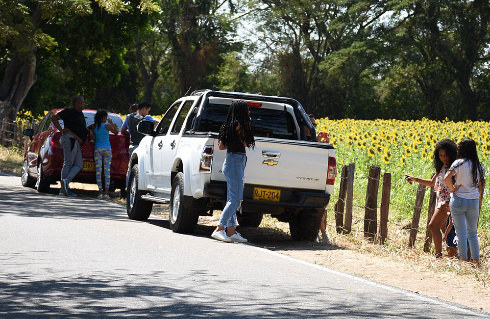 Cultivo de girasoles cautiva y es la sensación en Valledupar – Diario del  Cesar