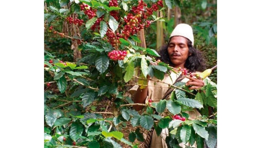 Productividad Cafetera, Otro Atractivo Turístico Del Cesar – Diario Del ...